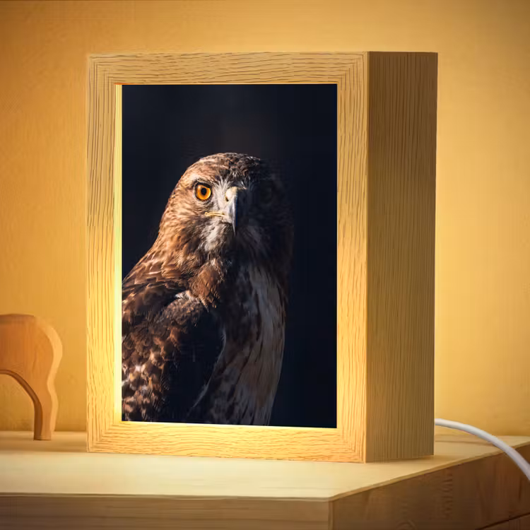 Nachtlampje - Roofvogel - Buizerd - Bruin — 4
