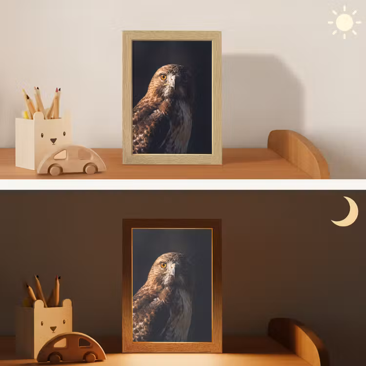 Nachtlampje - Roofvogel - Buizerd - Bruin — 7