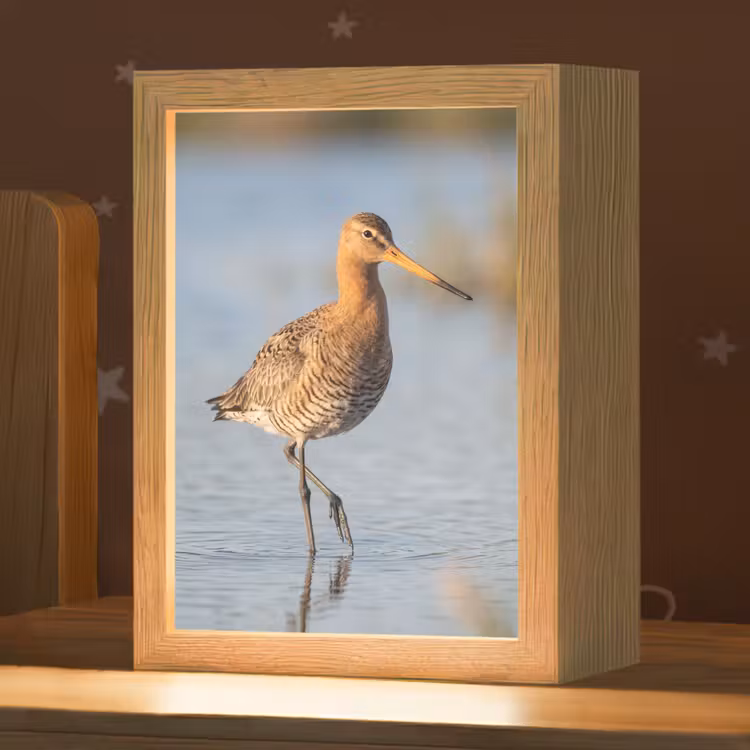 Nachtlampje - Vogel - Steltloper - Water - Natuur — 1