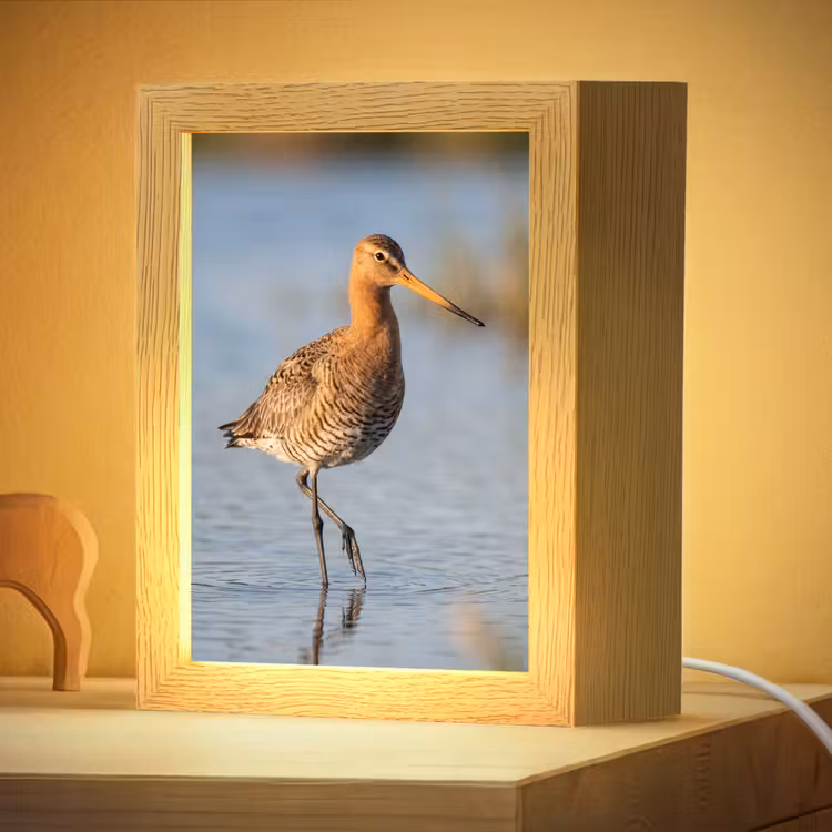 Nachtlampje - Vogel - Steltloper - Water - Natuur — 4