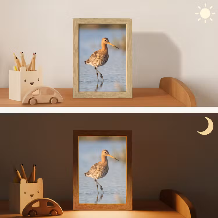 Nachtlampje - Vogel - Steltloper - Water - Natuur — 7