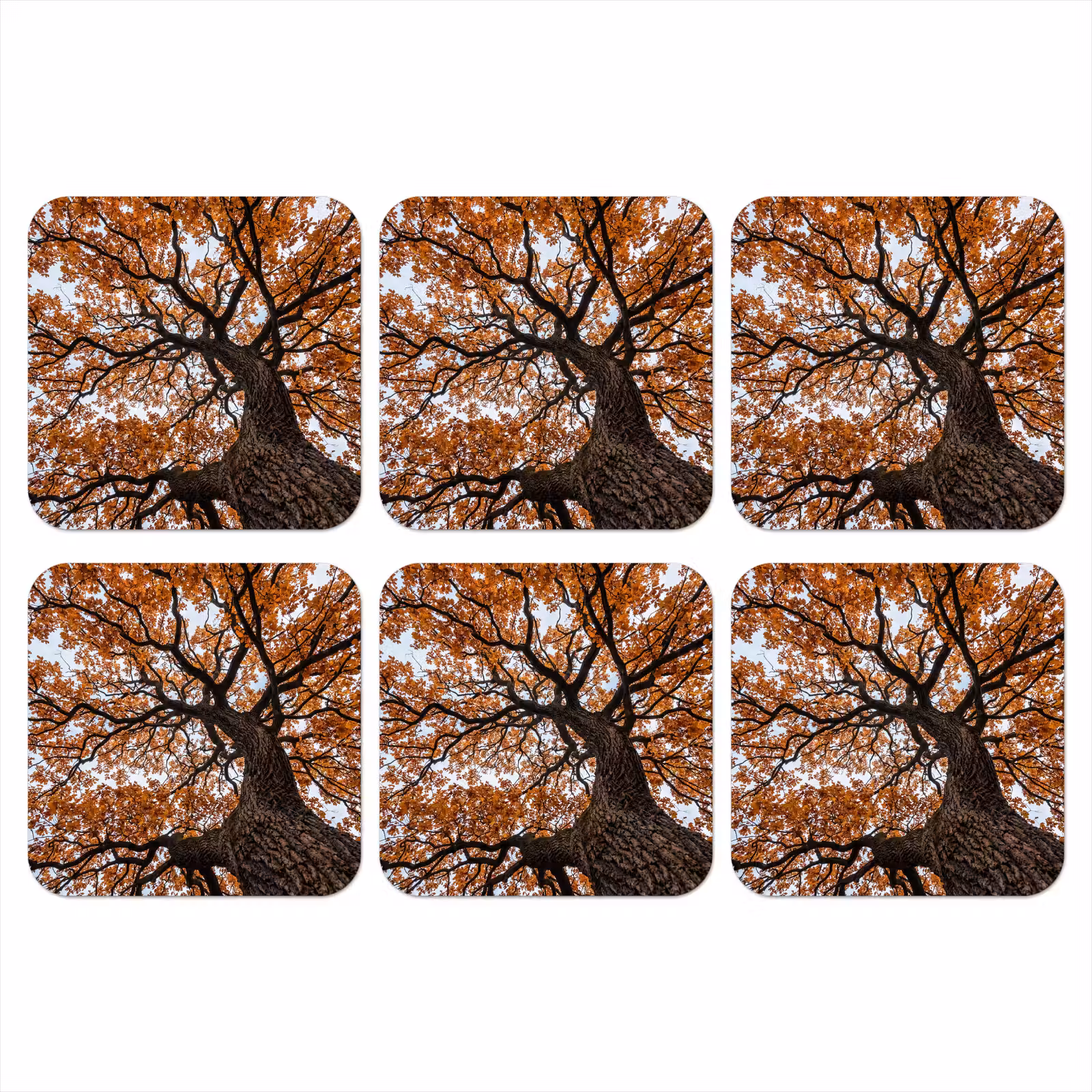 Onderzetter - Boom - Bladerdak - Herfst - Oranje - Sfeervol — 1