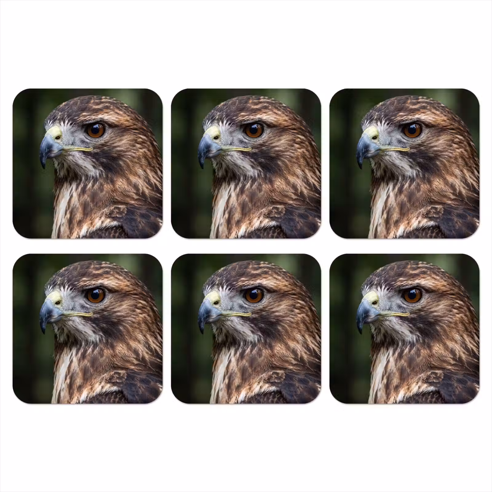 Onderzetter - Buizerd - Roofvogel - Natuur - Bruin — 1