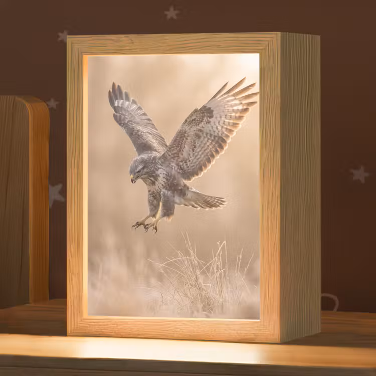 Nachtlampje - Buizerd - Roofvogel - Natuur - Bruin — 1