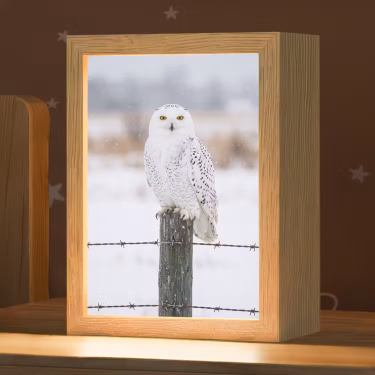 Nachtlampje - Sneeuwuil - Hek - Sneeuw - Wit — 1