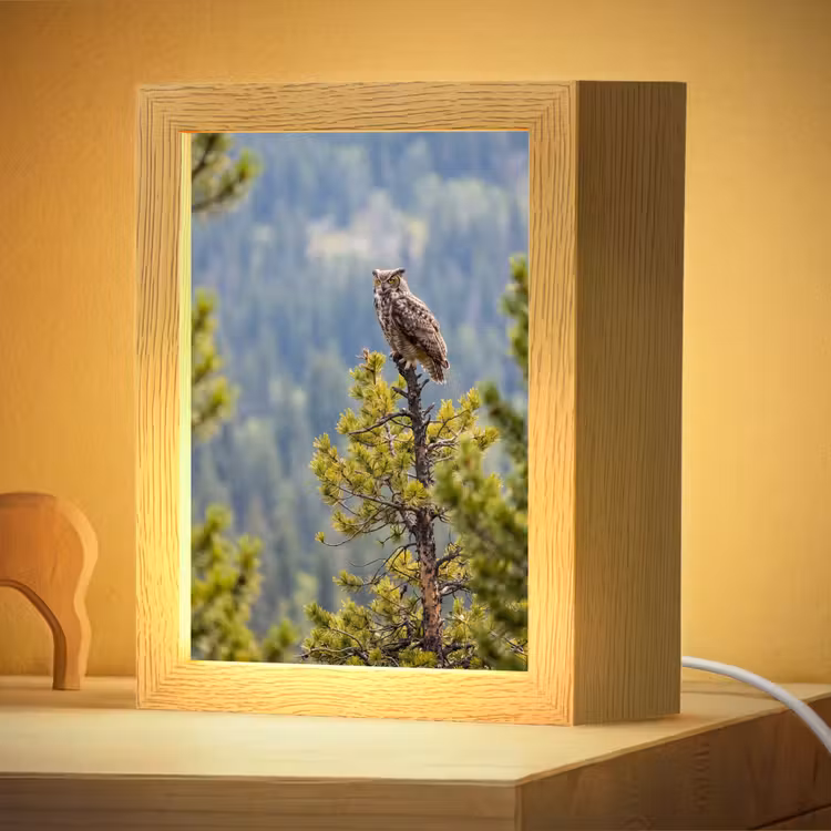 Nachtlampje - Uil - Oehoe - Bomen - Natuur — 4