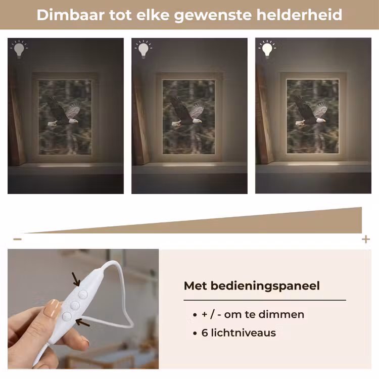 Nachtlampje - Zeearend - Vliegen - Bos - Natuur — 6