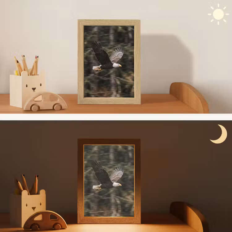 Nachtlampje - Zeearend - Vliegen - Bos - Natuur — 7