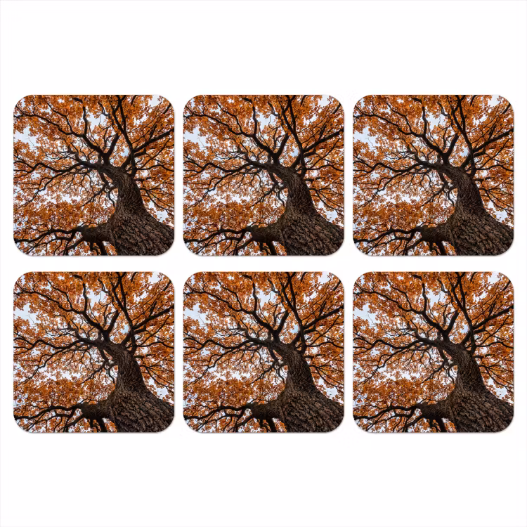 Onderzetter - Boom - Bladerdak - Herfst - Oranje - Sfeervol — 1
