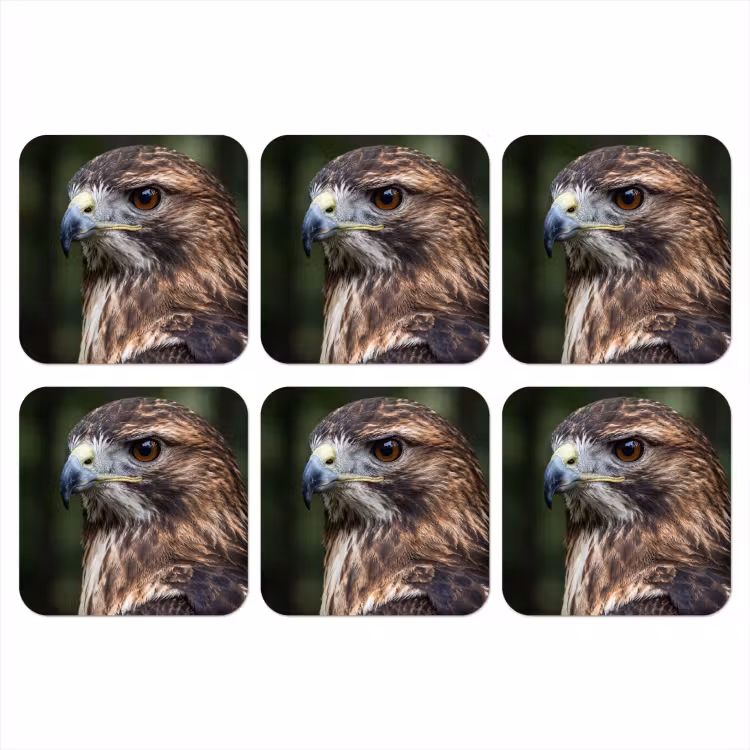 Onderzetter - Buizerd - Roofvogel - Natuur - Bruin — 1