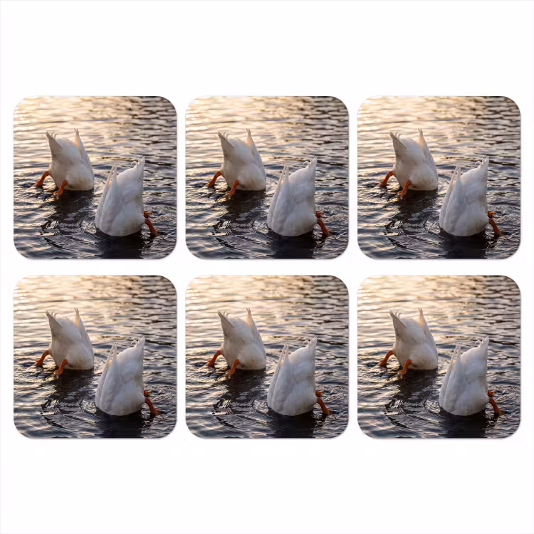 Onderzetter - Eenden - Water - Natuur — 1