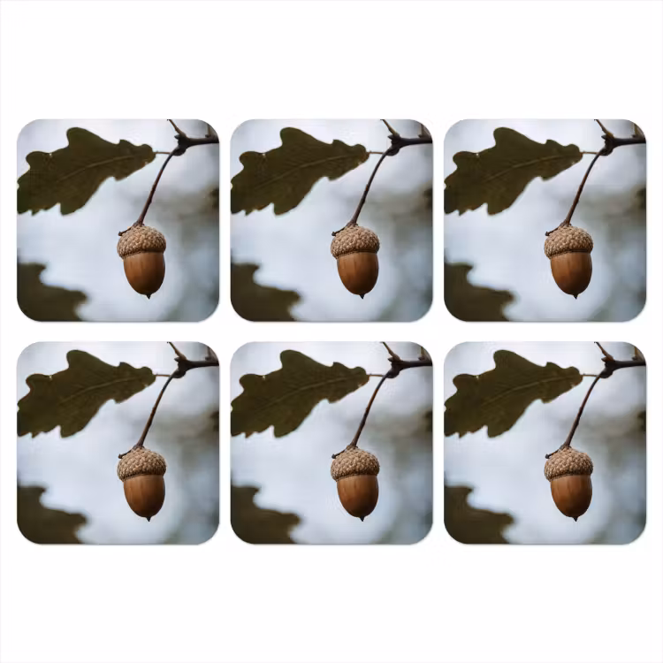 Onderzetter - Eikel - Eikenblad - Bos - Herfst - Natuur — 1