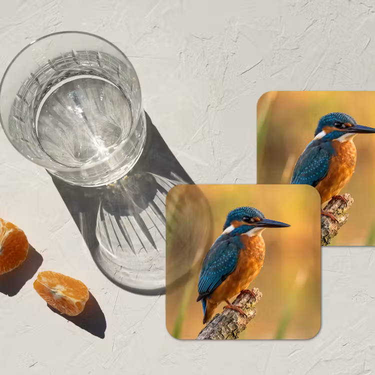 Onderzetter - IJsvogel - Tak - Water - Kleurrijk - Levendig — 3