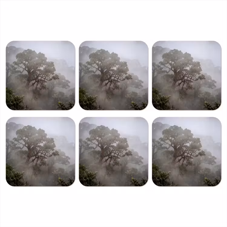 Onderzetter - Boom - Mistig - Bos - Groen - Natuur — 1