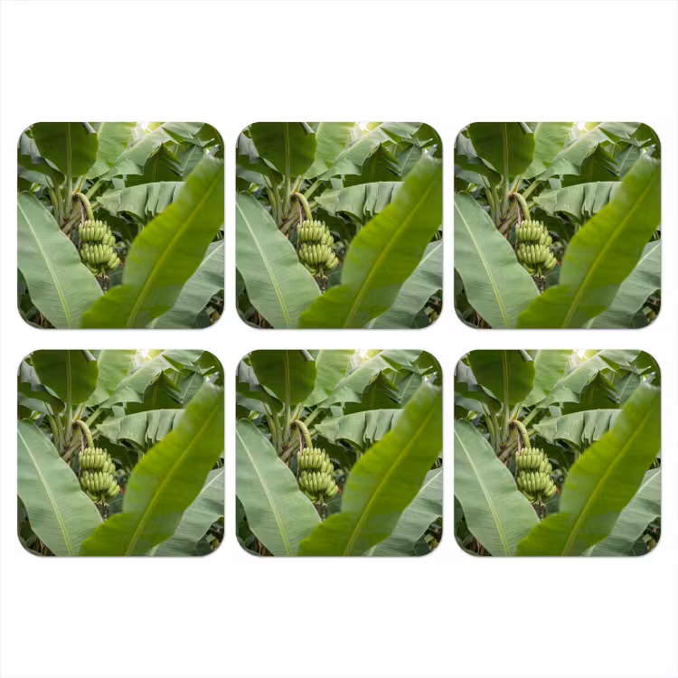 Onderzetter - Eten - Bananen - Plantage - Groen — 1