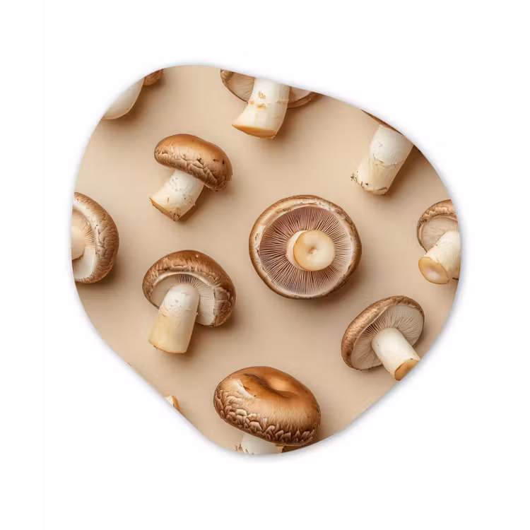 Organisch schilderij - Forex - Kastanje Champignons - Beige — 1
