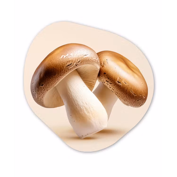 Organisch schilderij - Forex - Champignons - Zacht - Beige — 1
