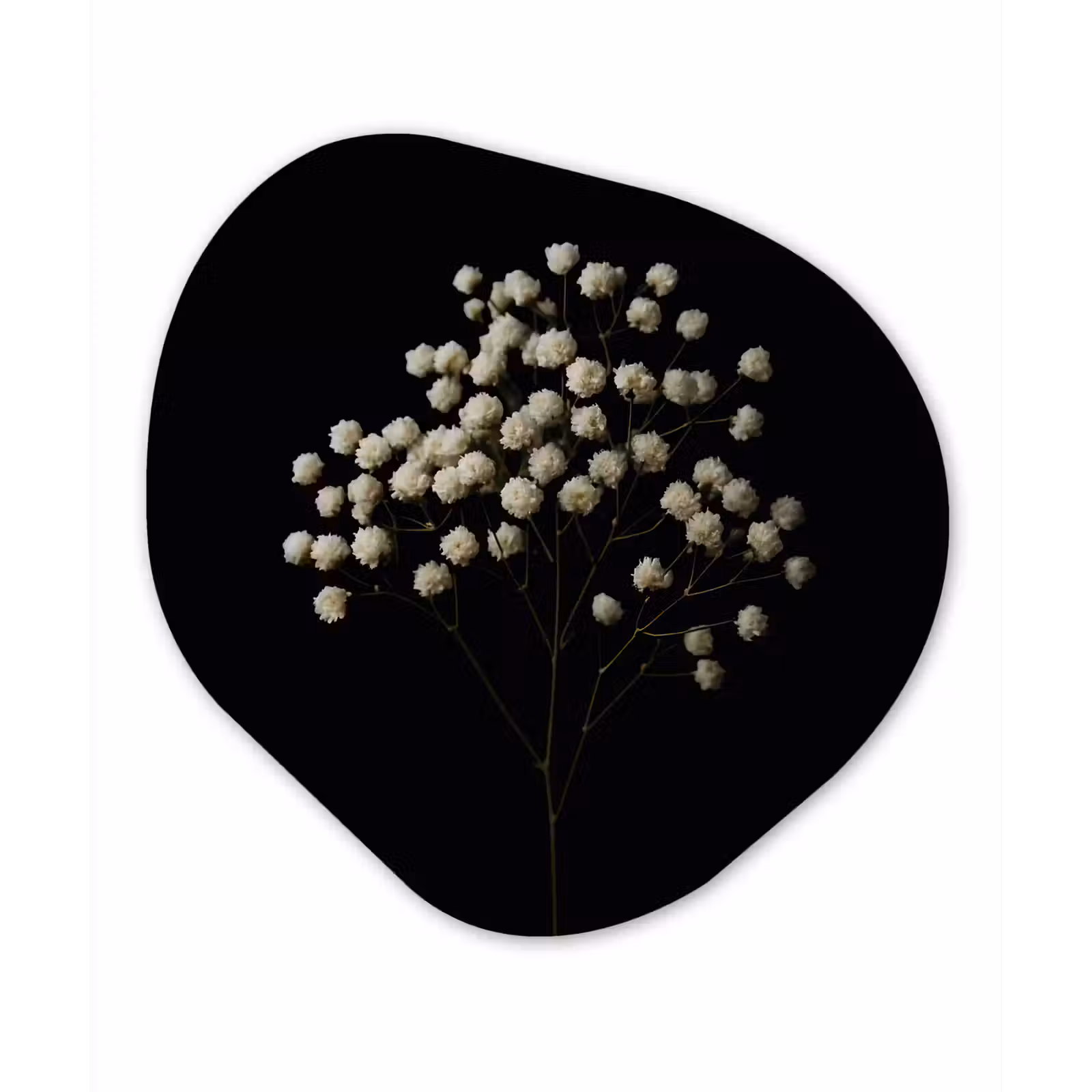 Organisch schilderij - Forex - Gipskruid - Bloemetjes - Wit - Minimalistisch — 1