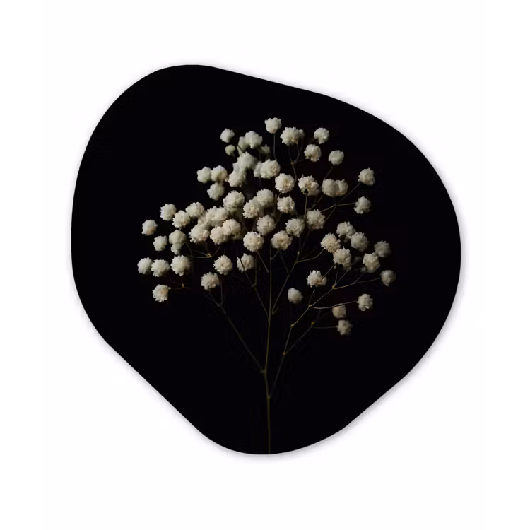 Organisch schilderij - Forex - Gipskruid - Bloemetjes - Wit - Minimalistisch — 1