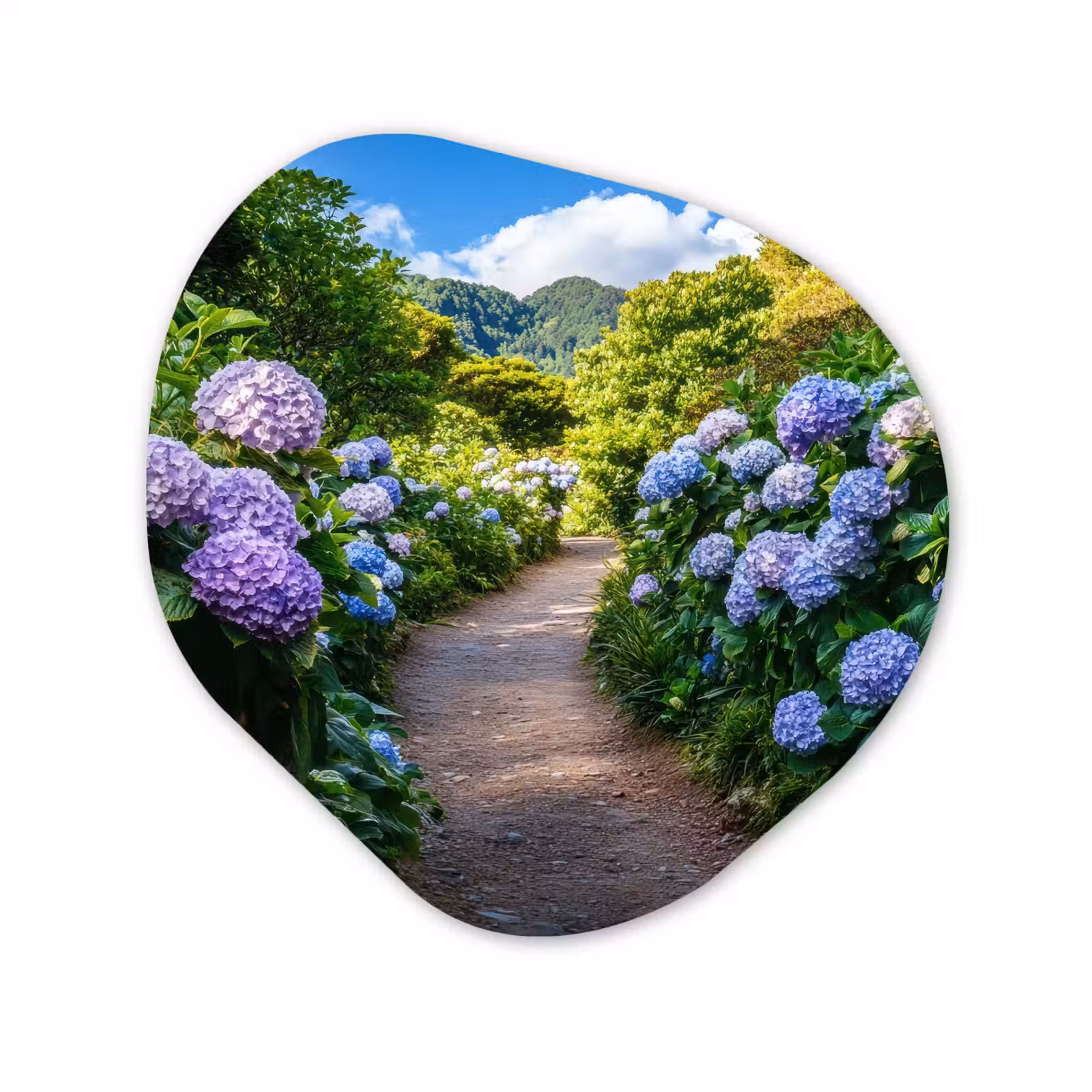 Organisch schilderij - Forex - Hortsensia - Pad - Bloemen — 1
