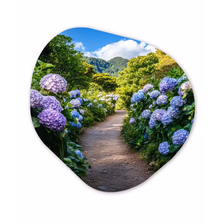 Organisch schilderij - Forex - Hortsensia - Pad - Bloemen — 1