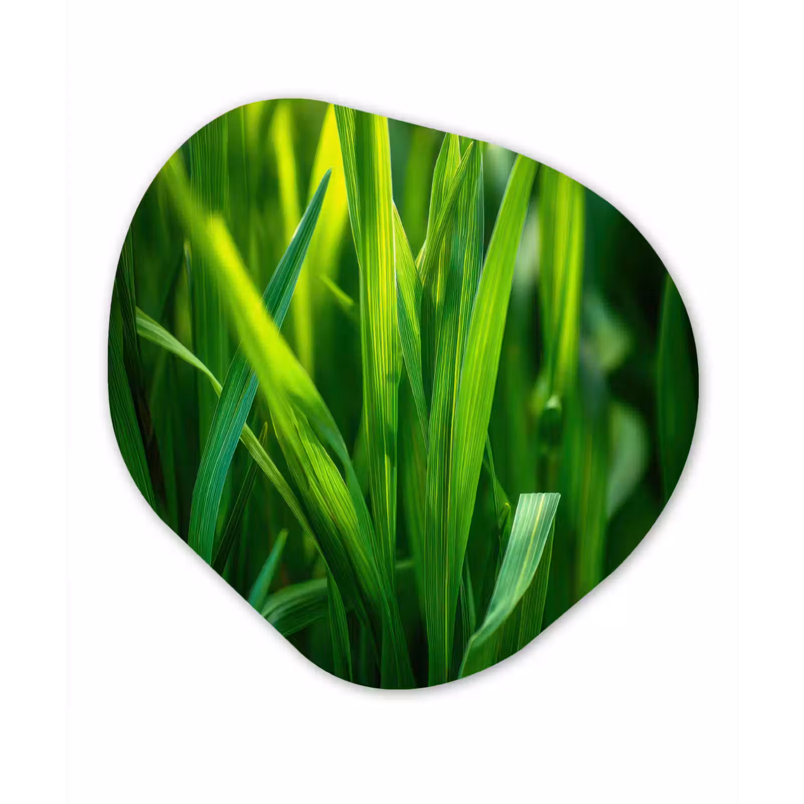 Organisch schilderij - Forex - Grassprieten - Lichtinval - Groen — 1