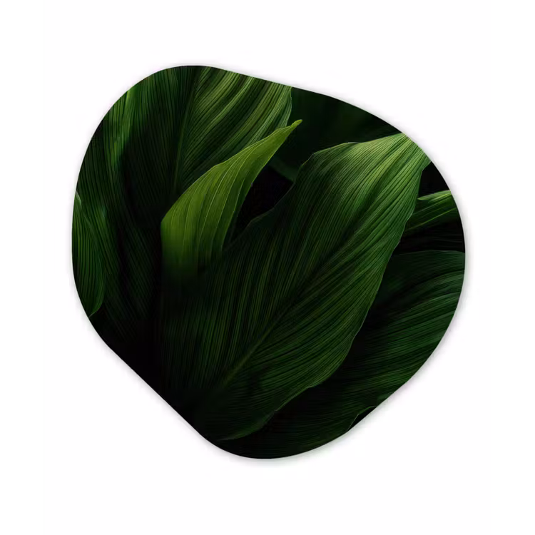 Organisch schilderij - Forex - Bladeren - Schaduw - Groen - Textuur — 1