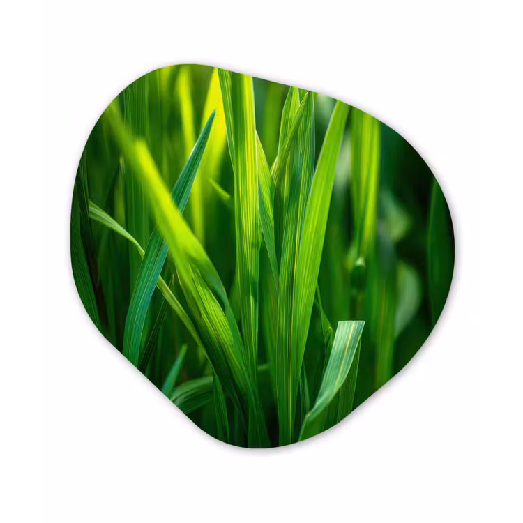 Organisch schilderij - Forex - Grassprieten - Lichtinval - Groen — 1