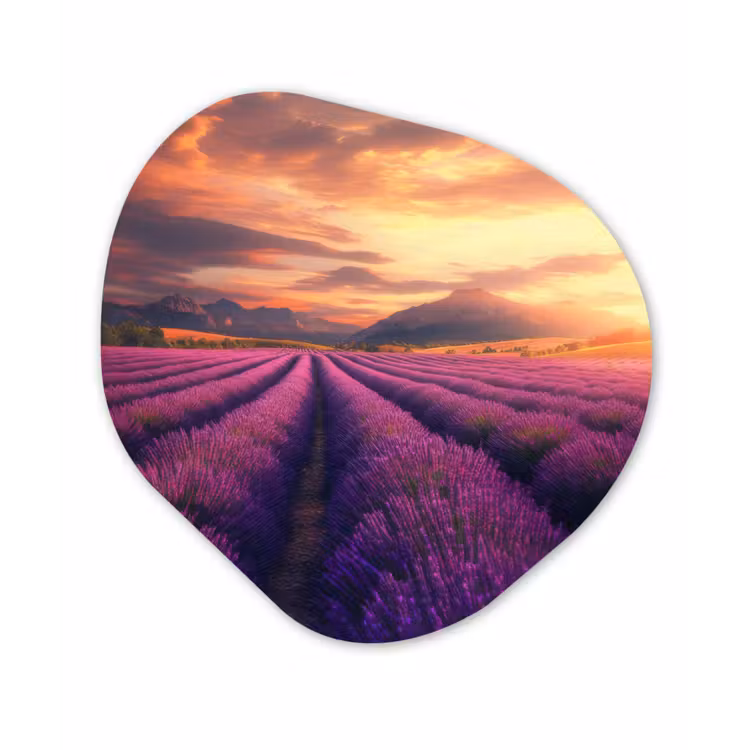 Organisch schilderij - Forex - Lavendelveld - Zonsondergang - Paars — 1