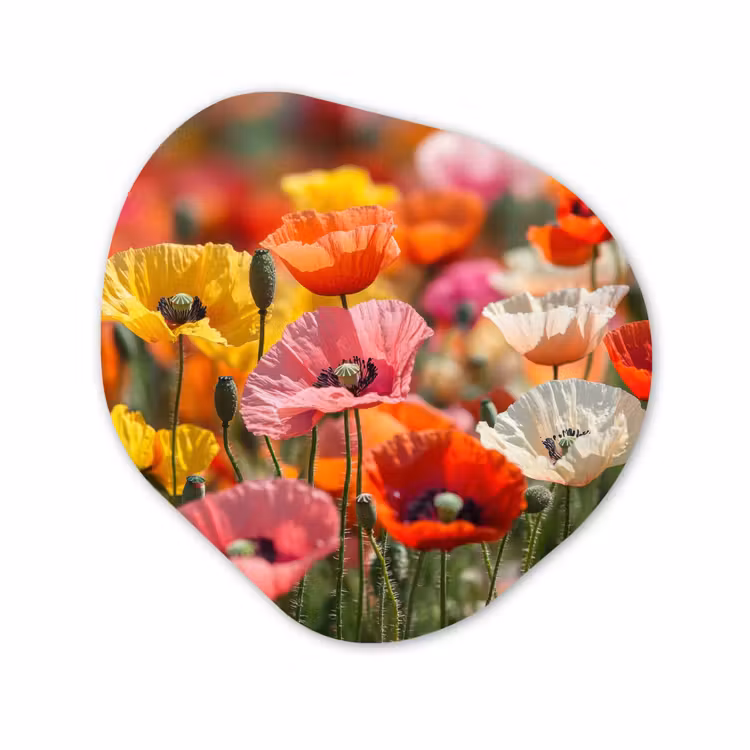 Organisch schilderij - Forex - Bloemenveld - Klaprozen - Kleurrijk — 1