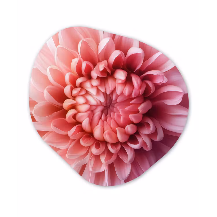 Organisch schilderij - Forex - Dahlia - Bloem - Close up - Roze — 1