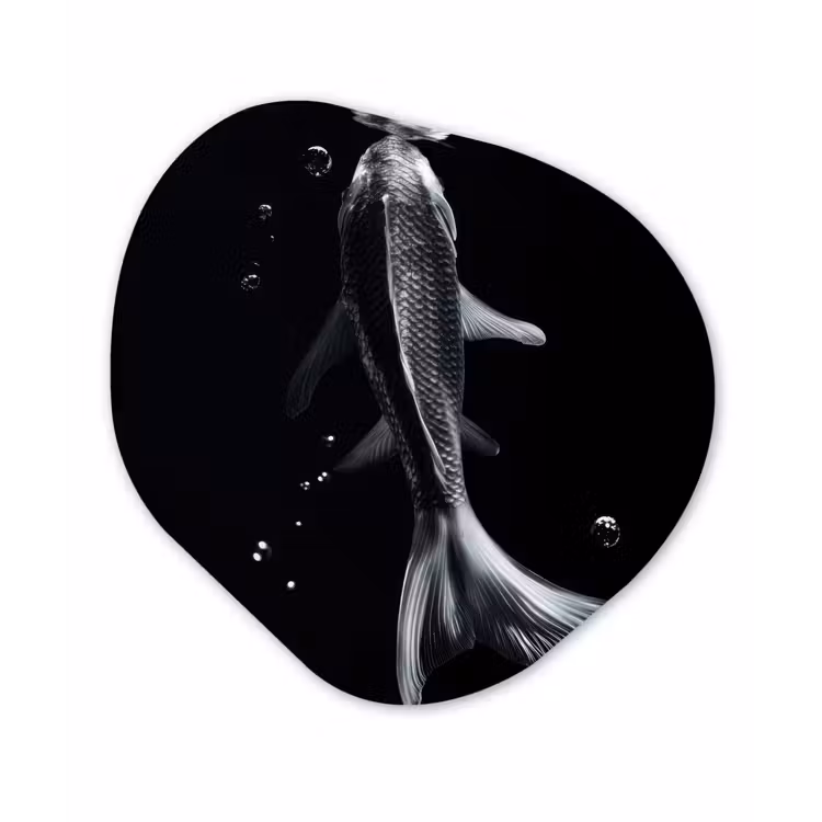 Organisch schilderij - Forex - Koi - Vissen - Water - Zwart — 1