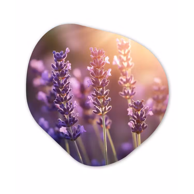 Organisch schilderij - Forex - Lavendelbloemen - Paars - Zonlicht — 1