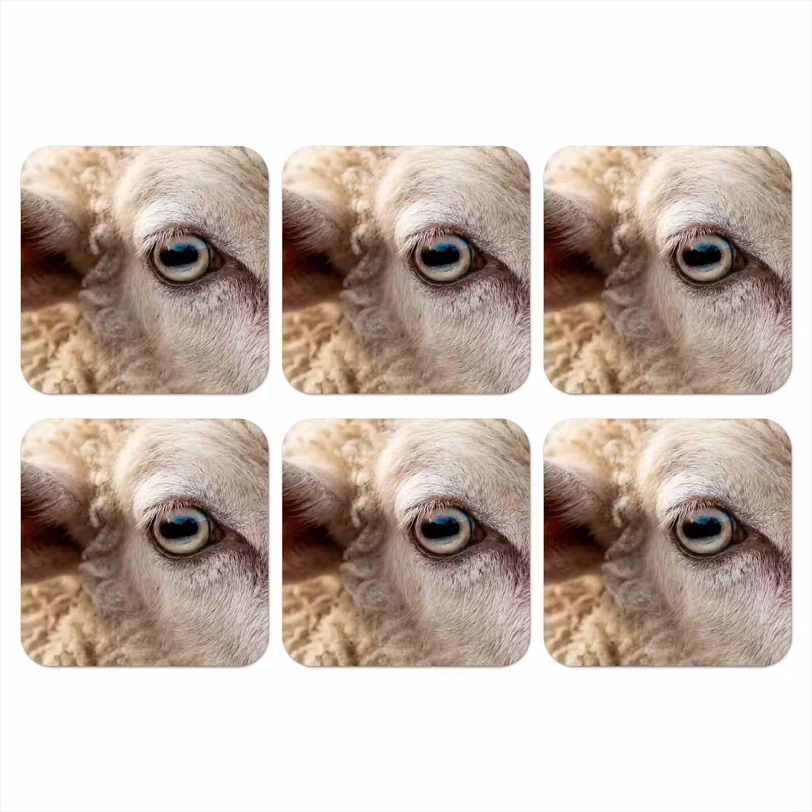 Onderzetter - Schaap - Oog - Wit — 1