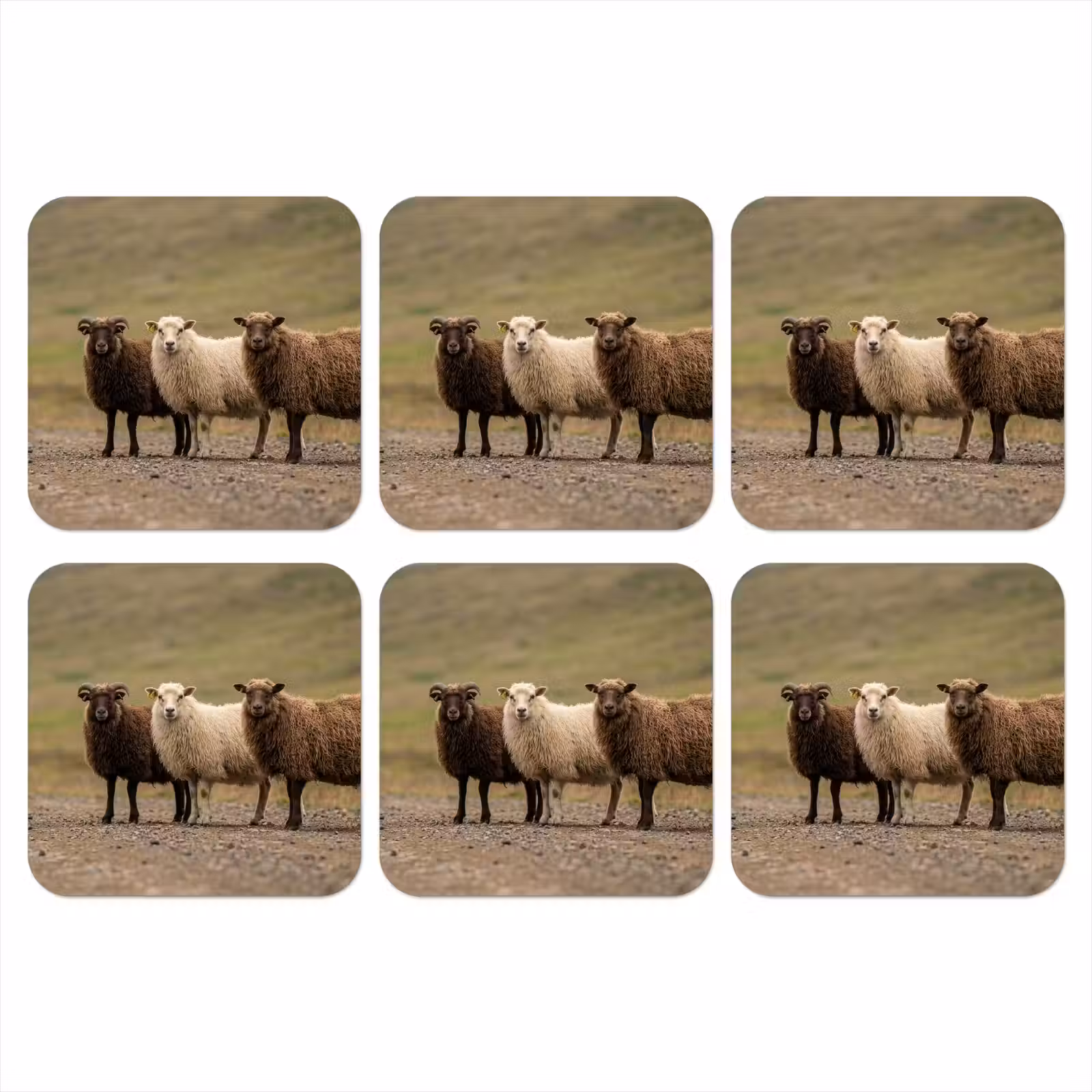 Onderzetter - Schapen - Bruin - Wit - Grindpad — 1
