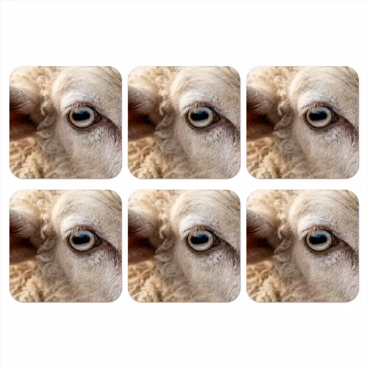 Onderzetter - Schaap - Oog - Wit — 1