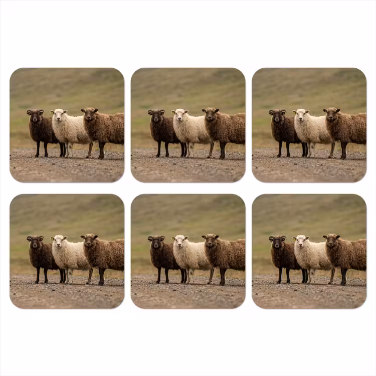 Onderzetter - Schapen - Bruin - Wit - Grindpad — 1