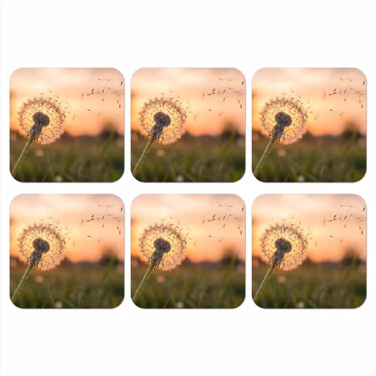 Onderzetter - Paardenbloem - Zonsondergang - Veld — 1