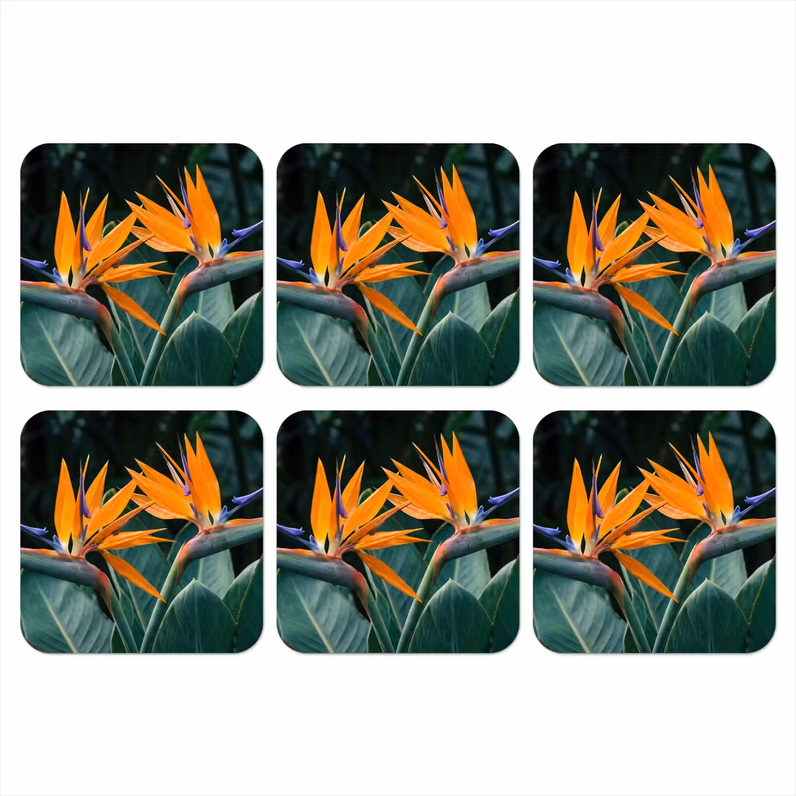 Onderzetter - Paradijsvogel - Bloem - Exotisch — 1