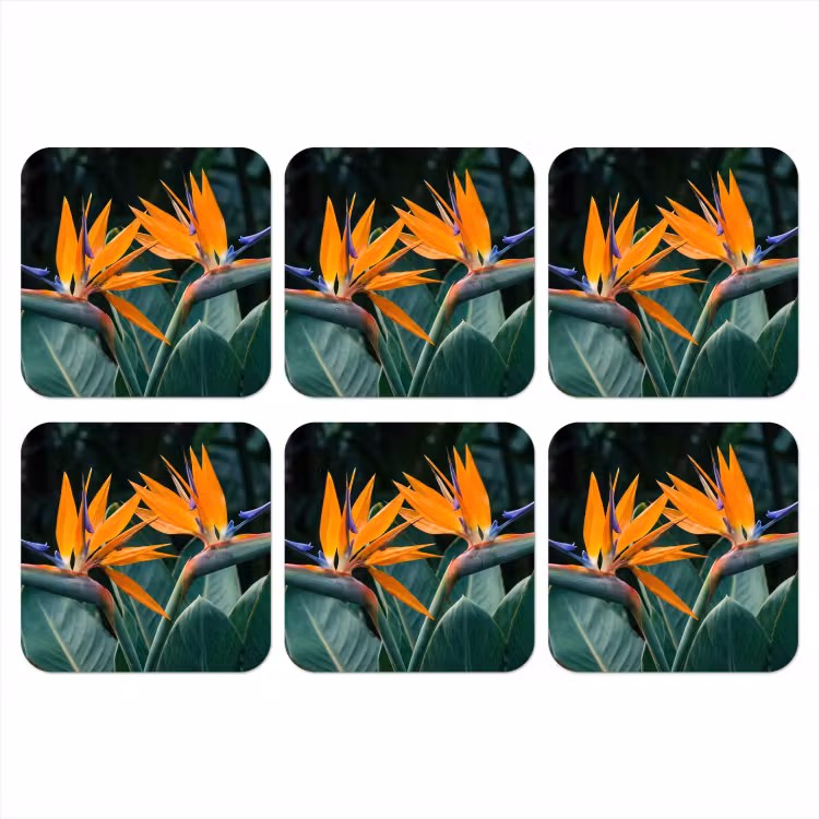 Onderzetter - Paradijsvogel - Bloem - Exotisch — 1
