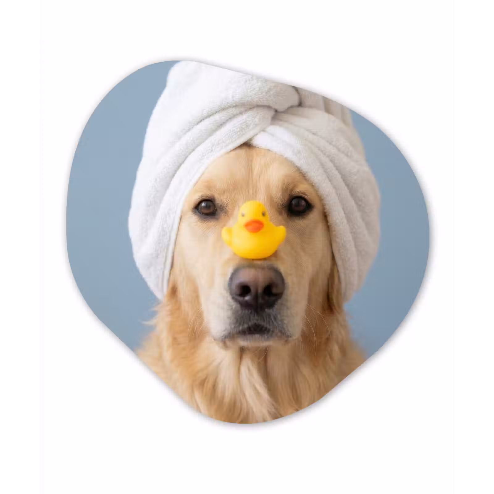 Organisch schilderij - Forex - Hond - Badeend - Geel — 1