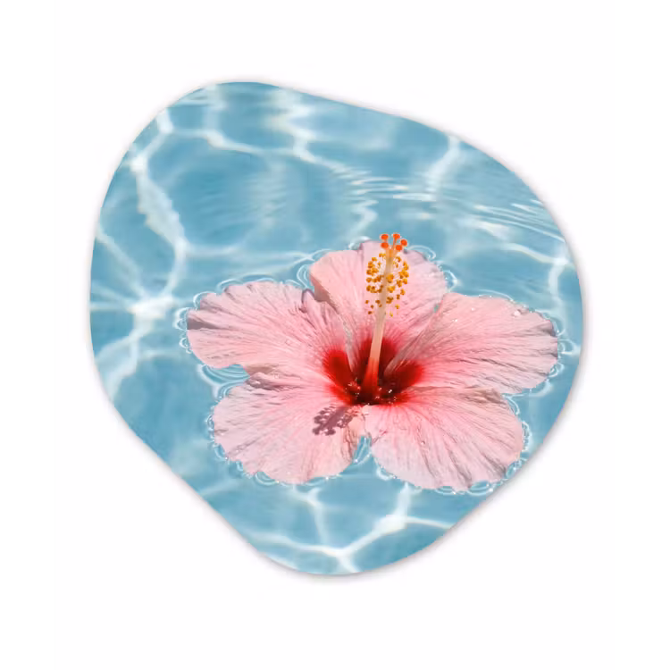 Organisch schilderij - Forex - Hibiscus - Water - Roze — 1