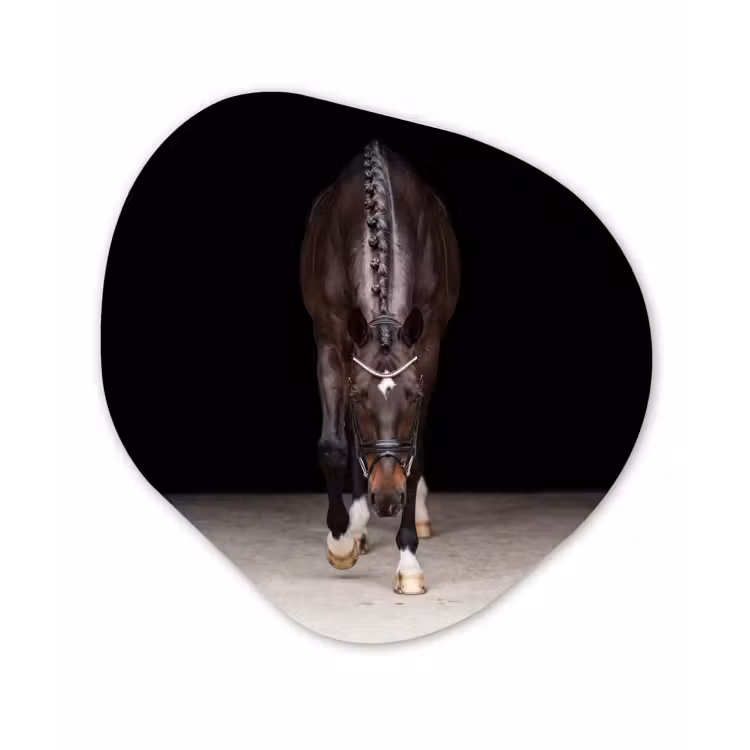 Organisch schilderij - Forex - Paard - Modern - Portret — 1