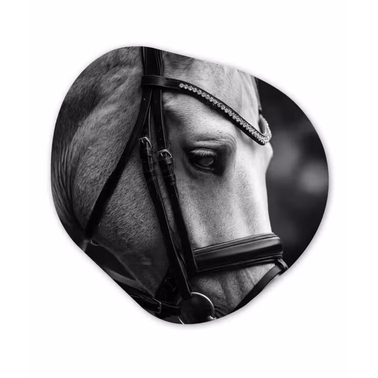 Organisch schilderij - Forex - Paard - Schimmel - Portret — 1