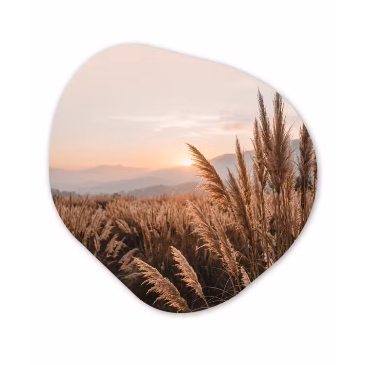 Organisch schilderij - Forex - Gras - Veld - Zon - Natuur — 1