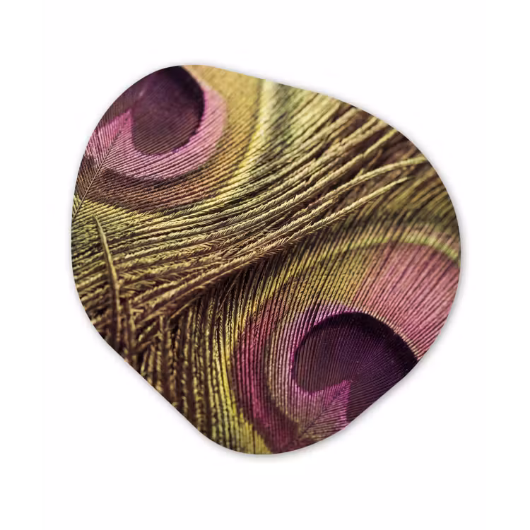 Organisch schilderij - Forex - Pauw - Veren - Paars - Groen — 1