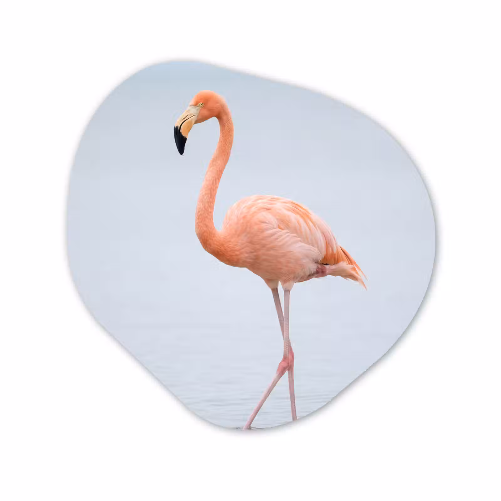 Organisch schilderij - Forex - Flamingo - Zee - Roze — 1