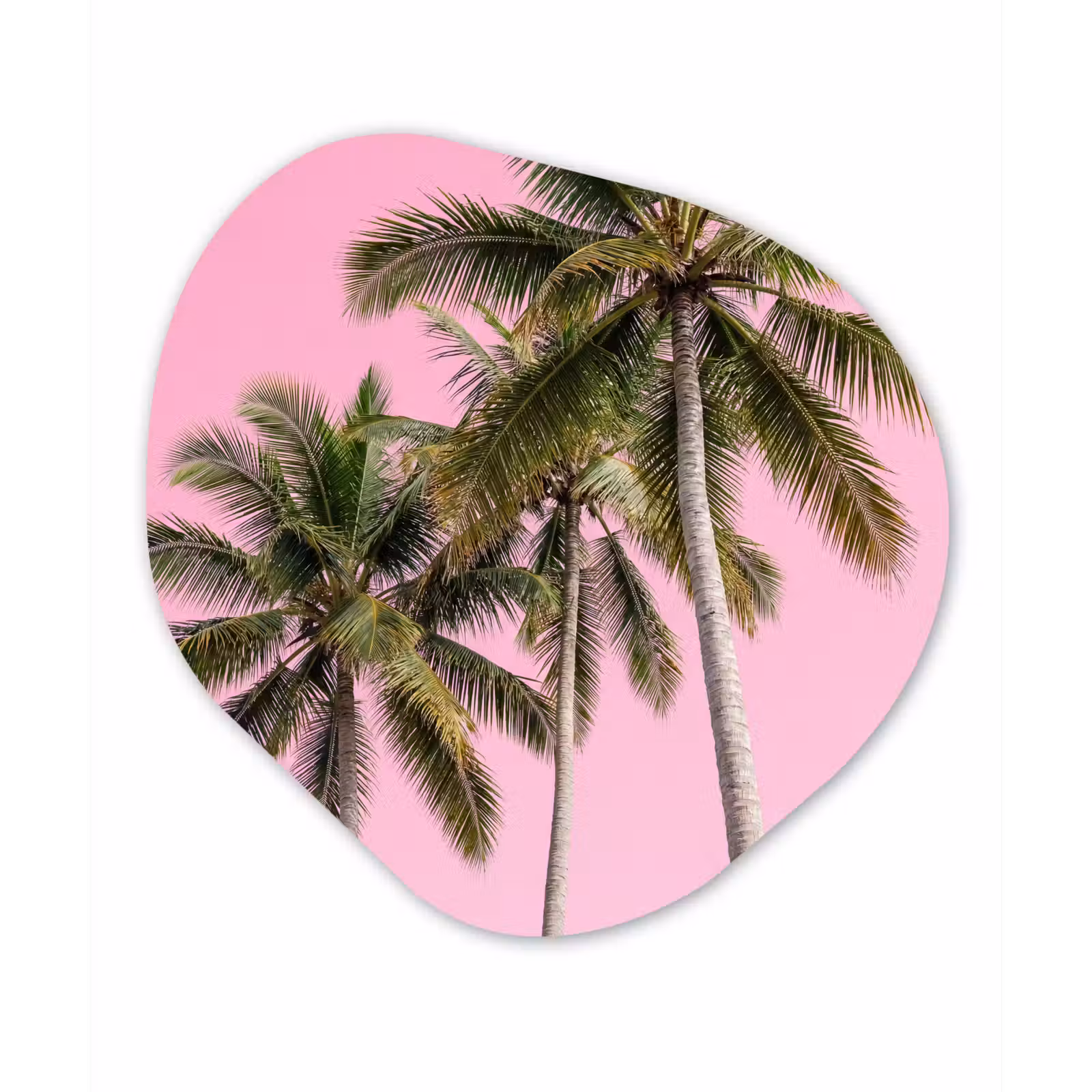Organisch schilderij - Forex - Palmboom - Tropisch - Pink — 1
