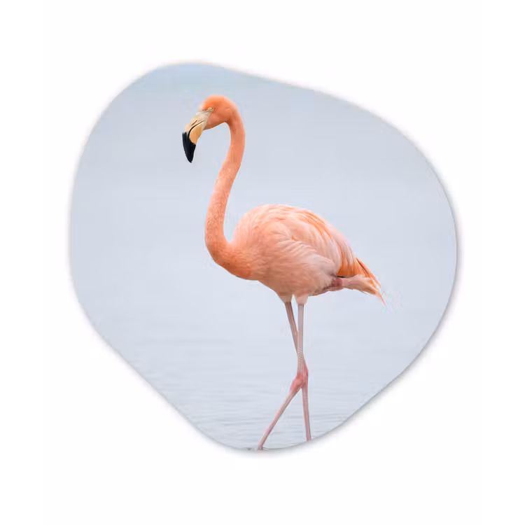 Organisch schilderij - Forex - Flamingo - Zee - Roze — 1