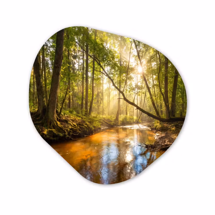Organisch schilderij - Forex - Bos - Beek - Zonlicht - Natuur - Groen — 1